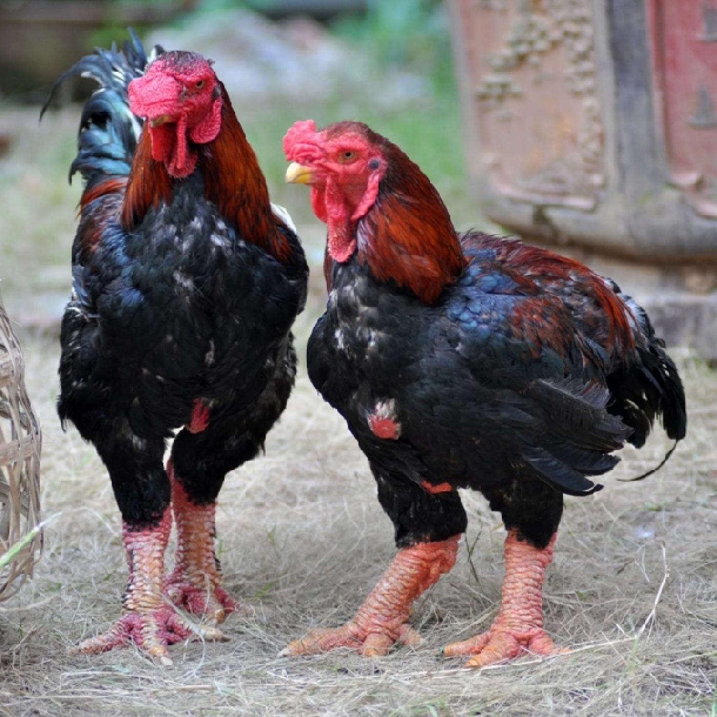 Bán gà rong biển thuần chủng - Trang trại chăn nuôi Thu Hà