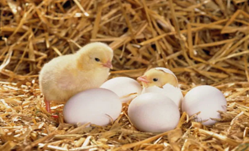 Gà ấp 21 ngày vẫn chưa nở: Nguyên nhân và giải pháp