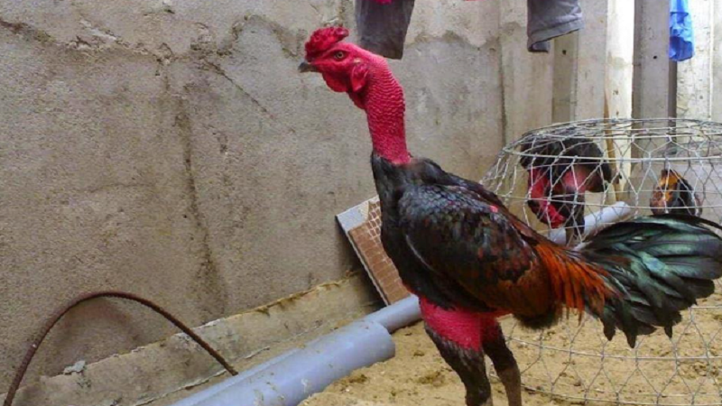 Cách Nuôi Gà Chọi Trước Trận Đấu: Chi Tiết Đầy Đủ