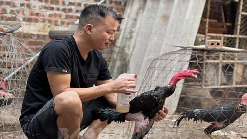 Cách Nuôi Gà Chọi Trước Trận Đấu: Chi Tiết Đầy Đủ