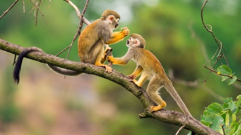 Vận mệnh và cung hoàng đạo của người sinh năm 1992 là gì? Màu sắc may mắn