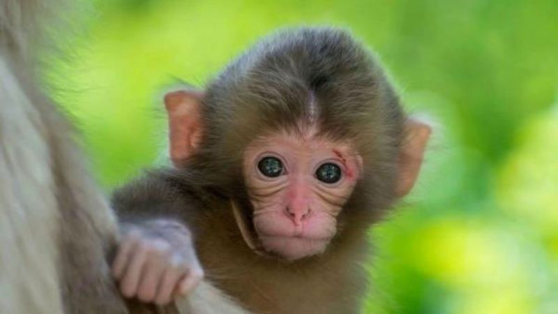 Vận mệnh và cung hoàng đạo của người sinh năm 1992 là gì? Màu sắc may mắn