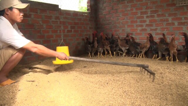 Tìm Hiểu Chi Tiết Chất Khử Mùi Hôi Chuồng Gà Hiệu Quả