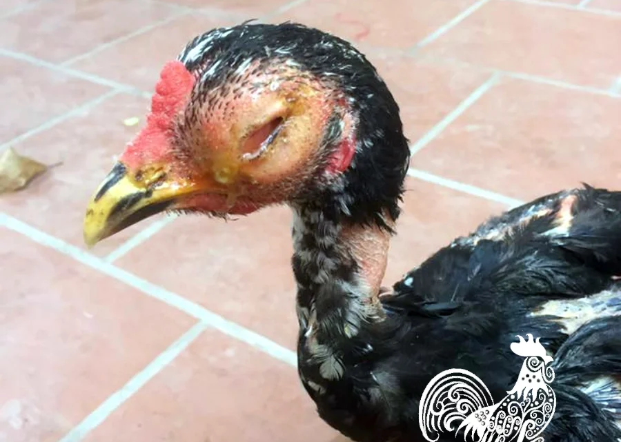 Sưng mắt và đầu ở gà: Nguyên nhân, triệu chứng và cách điều trị hiệu quả - Trang trại gia cầm Fugui
