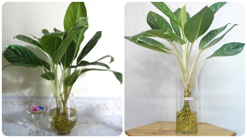 Phương pháp trồng thủy canh
