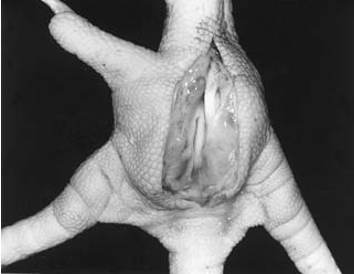 Điều trị gà bị sưng khớp chân - Dược Thú Y Oliver Đồng Nai - Thuốc Chuyên  Dùng Cho Gà Đá Oliver