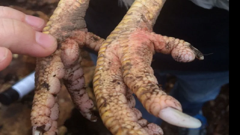 Gà chọi bị sưng củ bàn: Nguyên nhân, cách điều trị và phòng ngừa