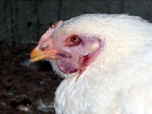 Một số bệnh thường gặp ở gia cầm trong mùa mưa bão và cách phòng trị (phần  1)