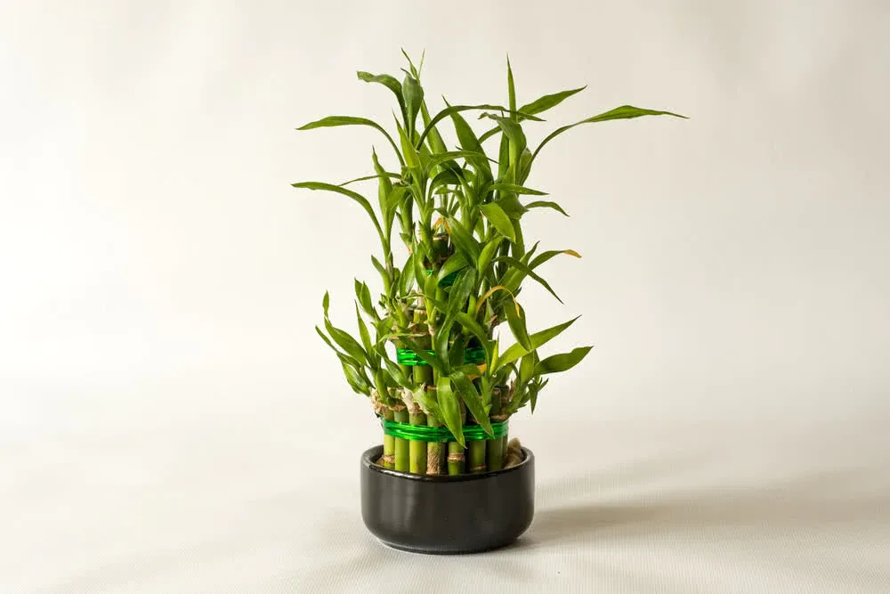 Cây tiền rất giống với cây tre.