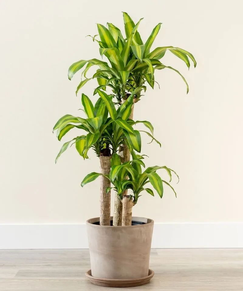 Có nhiều loại cây tiền.