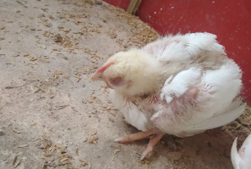 Nguyên nhân gây bệnh gà bị rù và cách điều trị hiệu quả