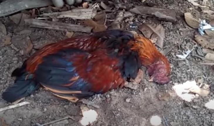 Thâm mào gà - dấu hiệu nhận biết 3 căn bệnh nguy hiểm trên gà - Thuốc thú y và Thủy sản Mebipha