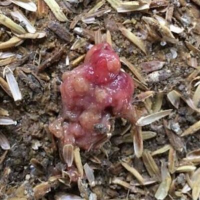 BỆNH VIÊM RUỘT HOẠI TỬ TRÊN GÀ