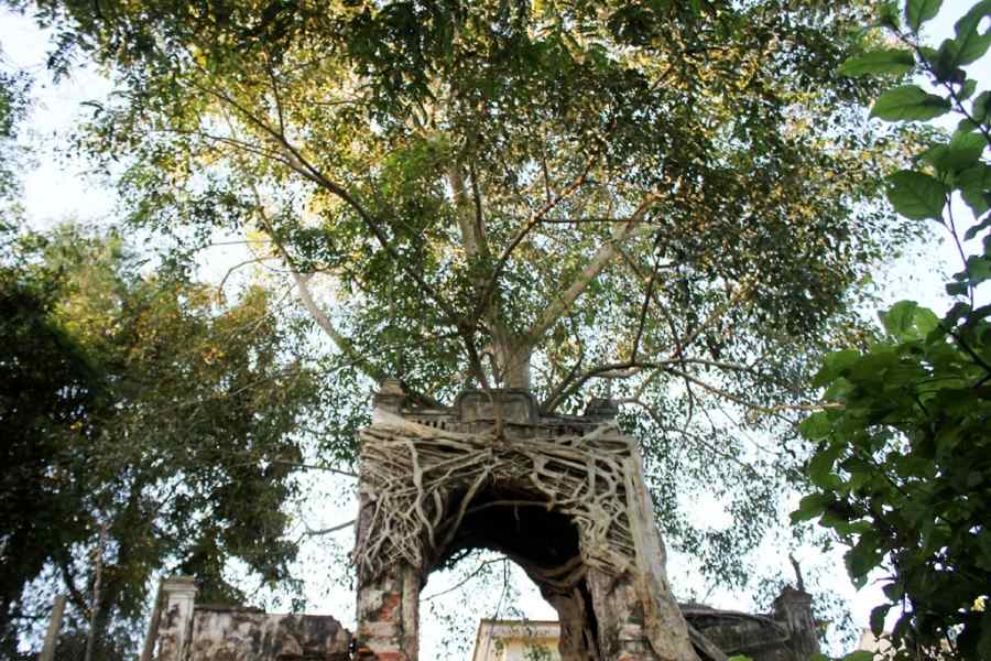 Cây đa: nguồn gốc, đặc điểm, cách trồng và chăm sóc - bTaskee