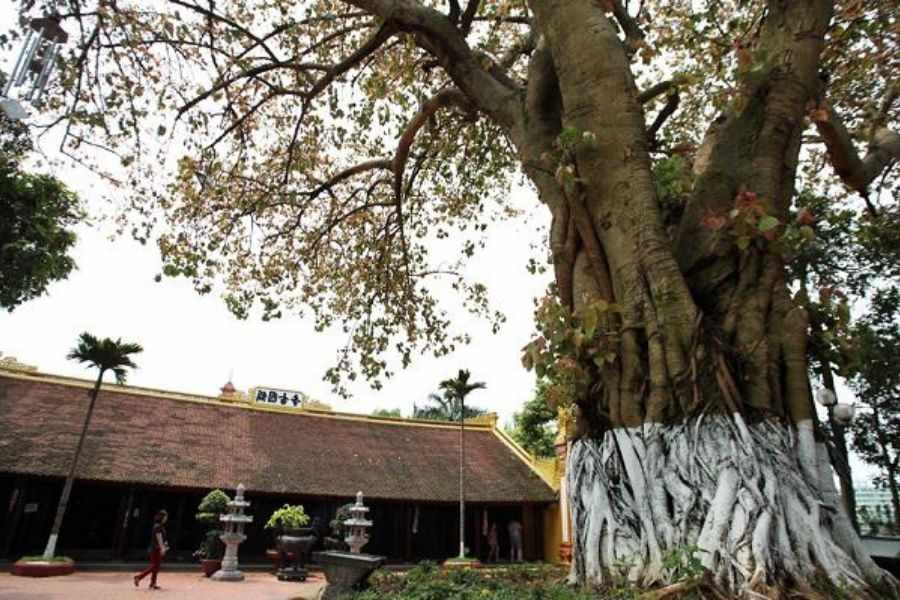 Cây đa: nguồn gốc, đặc điểm, cách trồng và chăm sóc - bTaskee