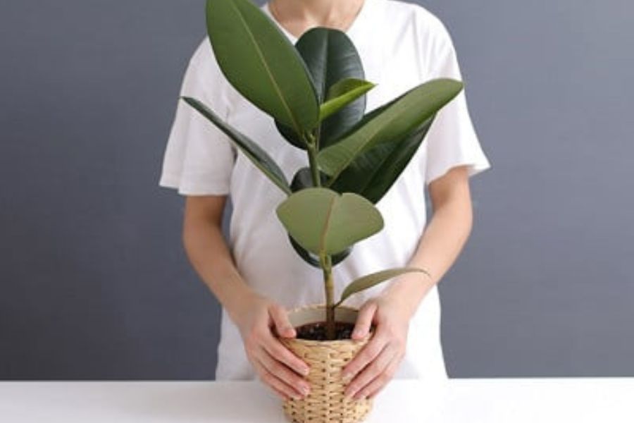 Cây đa: nguồn gốc, đặc điểm, cách trồng và chăm sóc - bTaskee