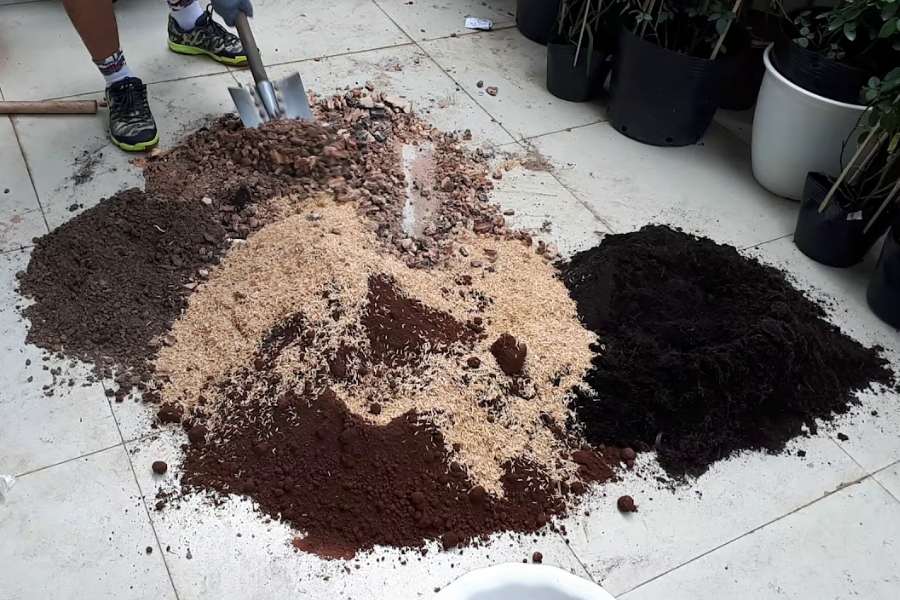 Cây đa: nguồn gốc, đặc điểm, cách trồng và chăm sóc - bTaskee