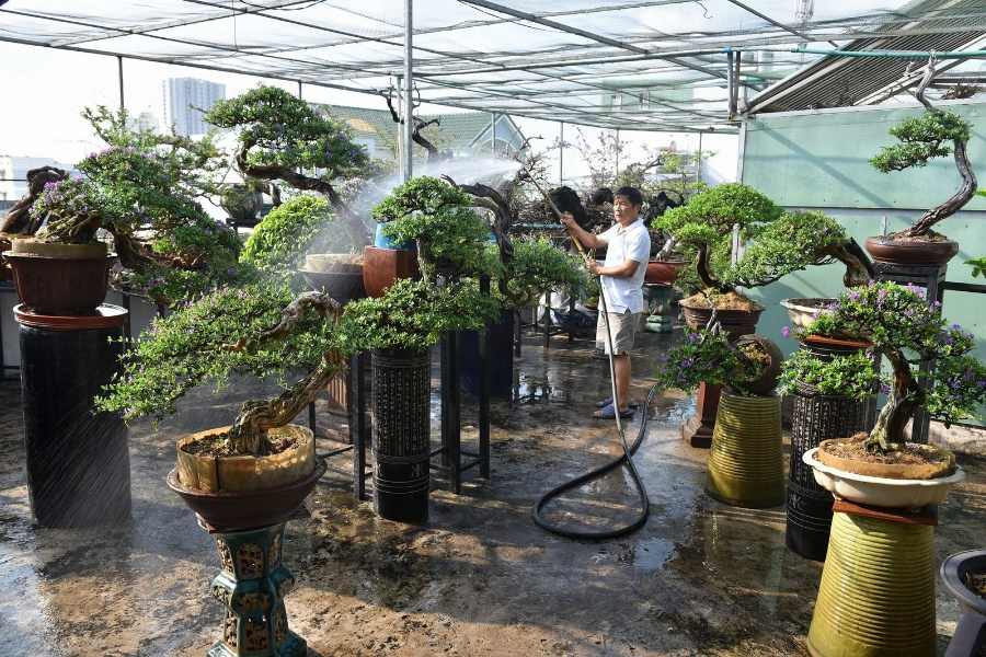 Cây đa: nguồn gốc, đặc điểm, cách trồng và chăm sóc - bTaskee