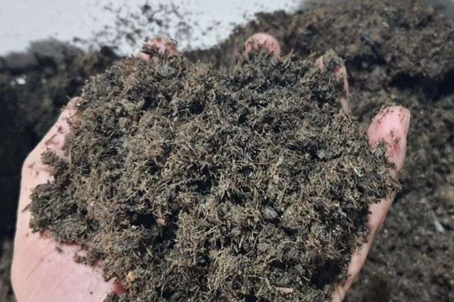 Cây đa: nguồn gốc, đặc điểm, cách trồng và chăm sóc - bTaskee