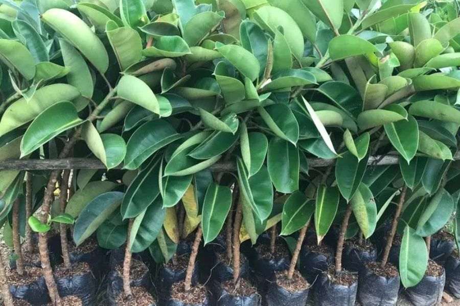 Cây đa: nguồn gốc, đặc điểm, cách trồng và chăm sóc - bTaskee