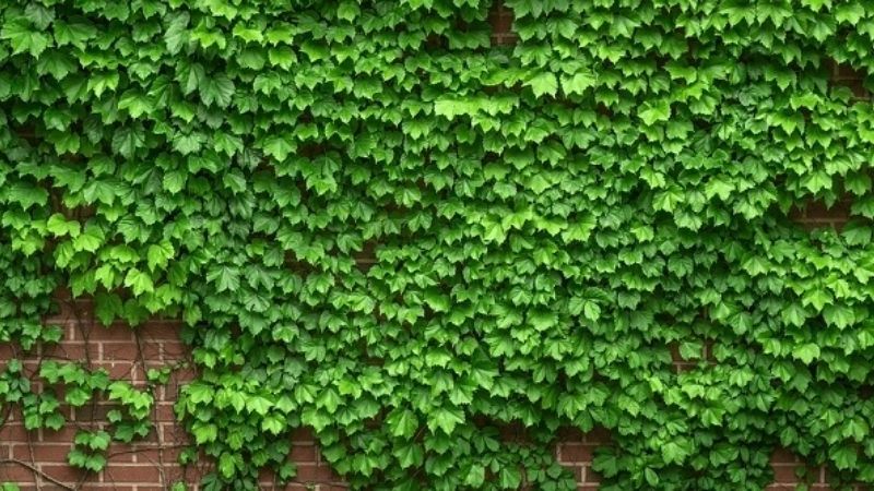 Cây thường xuân là cây gì? Đặc điểm và ý nghĩa phong thủy