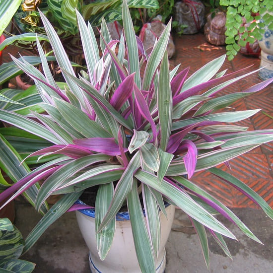 Cây Sò Huyết: Biểu tượng tài lộc