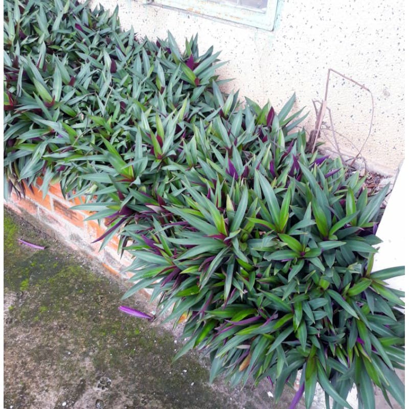 Cây Sò Huyết: Cách trồng và chăm sóc