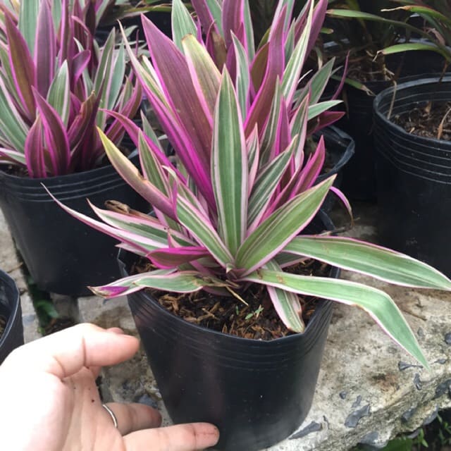 Cây Sò Huyết: Đặc điểm và cấu tạo