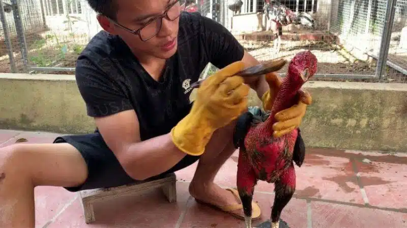 Cách vào nghệ cho gà chọi 4 Sư kê đang tiến hành quét nghệ lên vùng cổ và ngực cho gà chọi