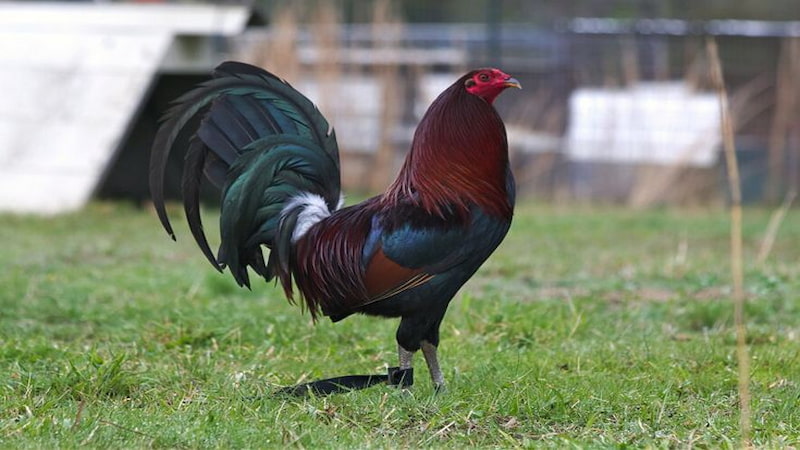 Đặc điểm Gà Mỹ Rặc thuần chủng với sức mạnh bền bỉ